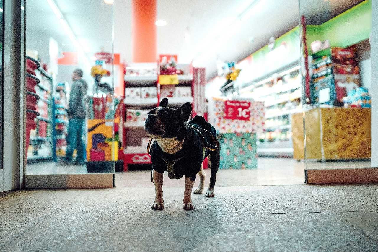 Cibo e accessori per cani, gatti e animali domestici