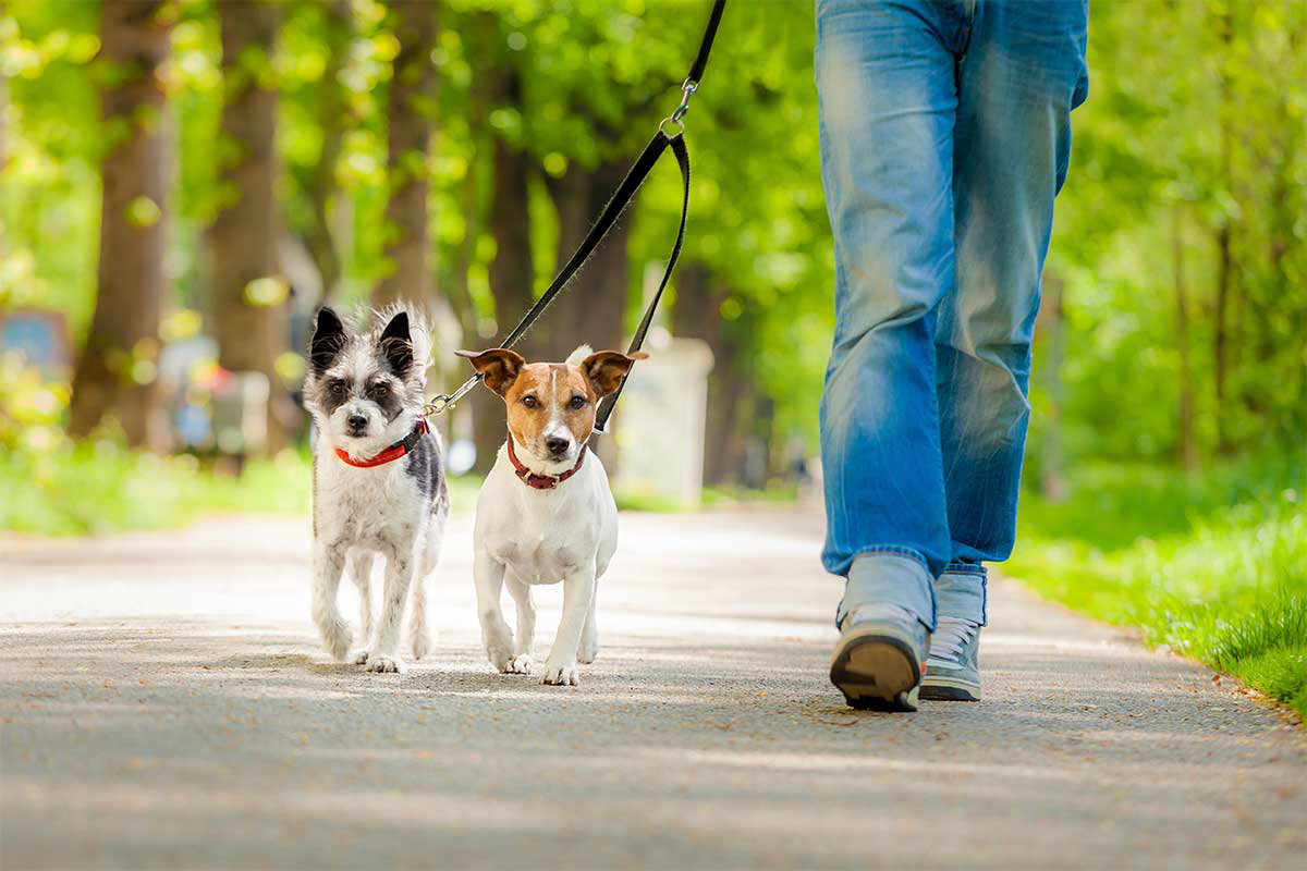 Dog sitter e taxi dog a Taormina per la cura del tuo cane, gatto o cucciolo