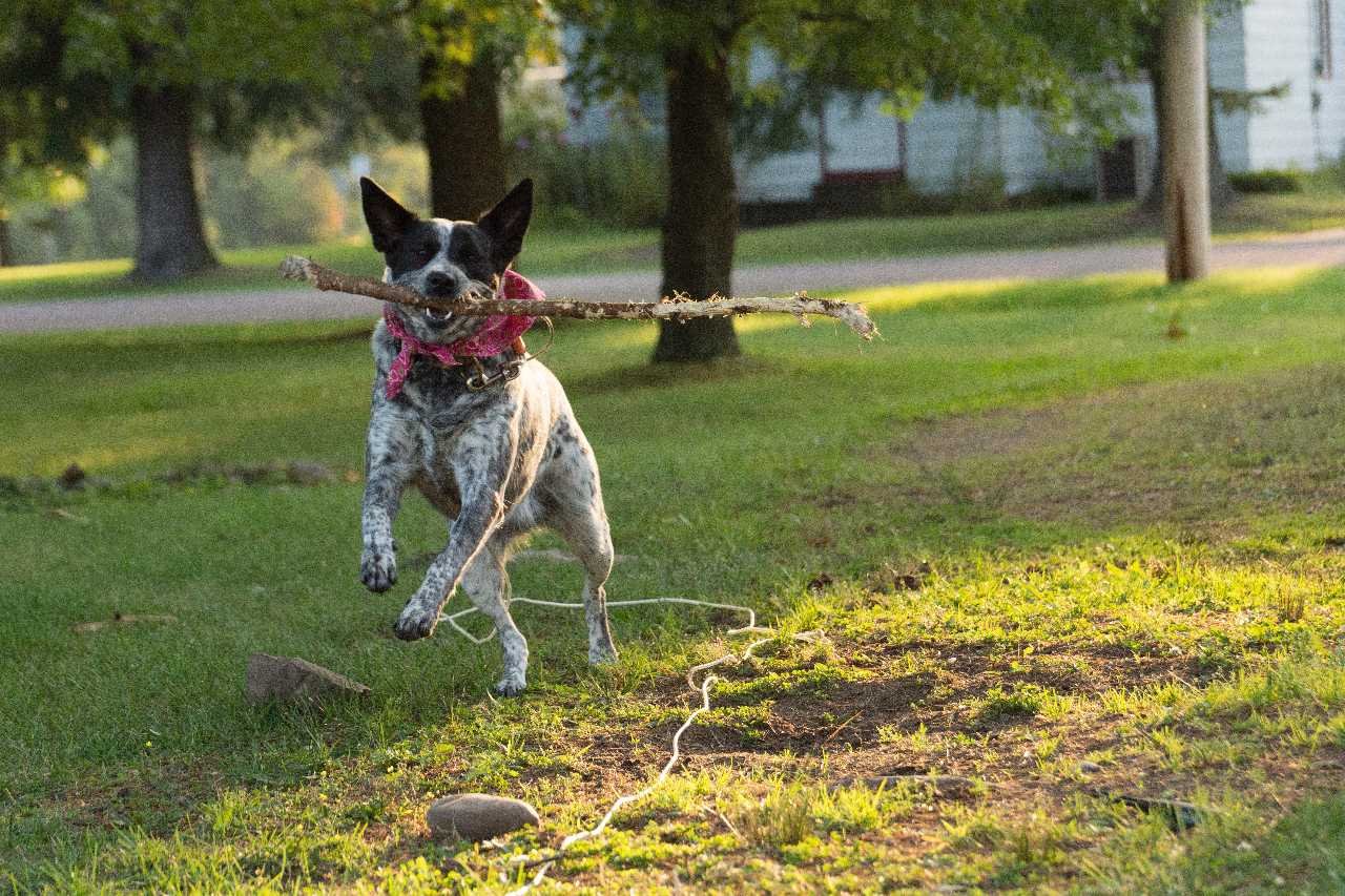 Toelettatura Per Cani Foto e immagini