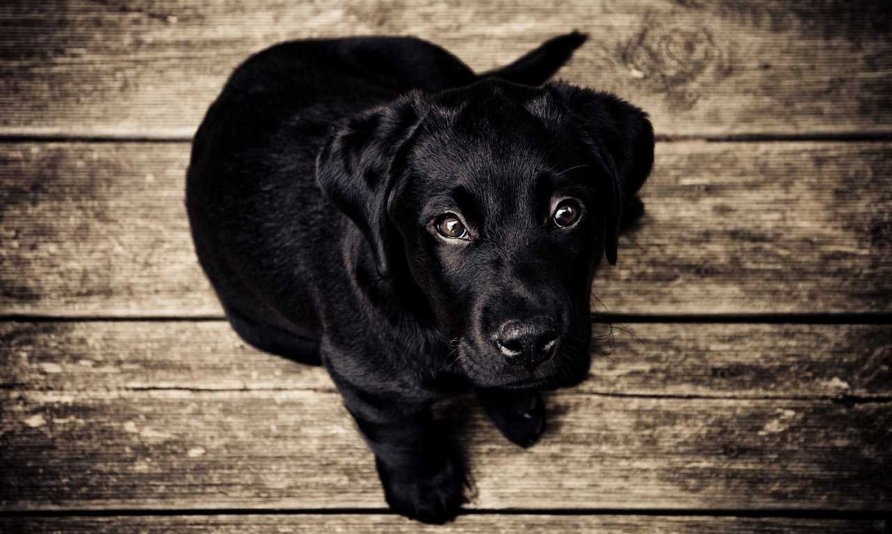 Matrimonio, Abbigliamento e accessori per cani