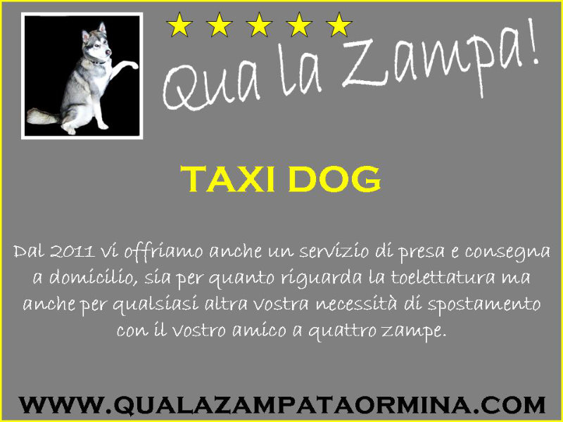 Dog sitter e taxi dog a Taormina per la cura del tuo cane, gatto o cucciolo