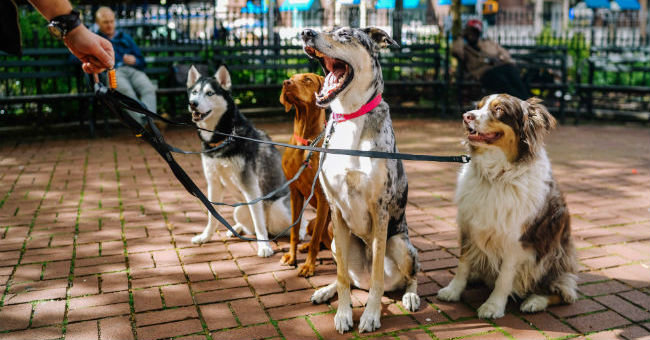 Dog sitter e taxi dog a Taormina per la cura del tuo cane, gatto o cucciolo