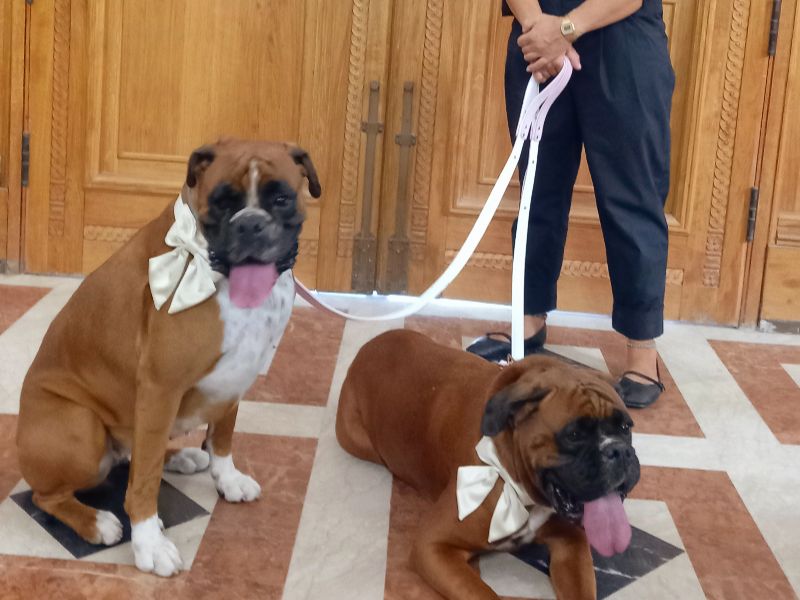 Wedding Dog Service - Qualazampa Taormina