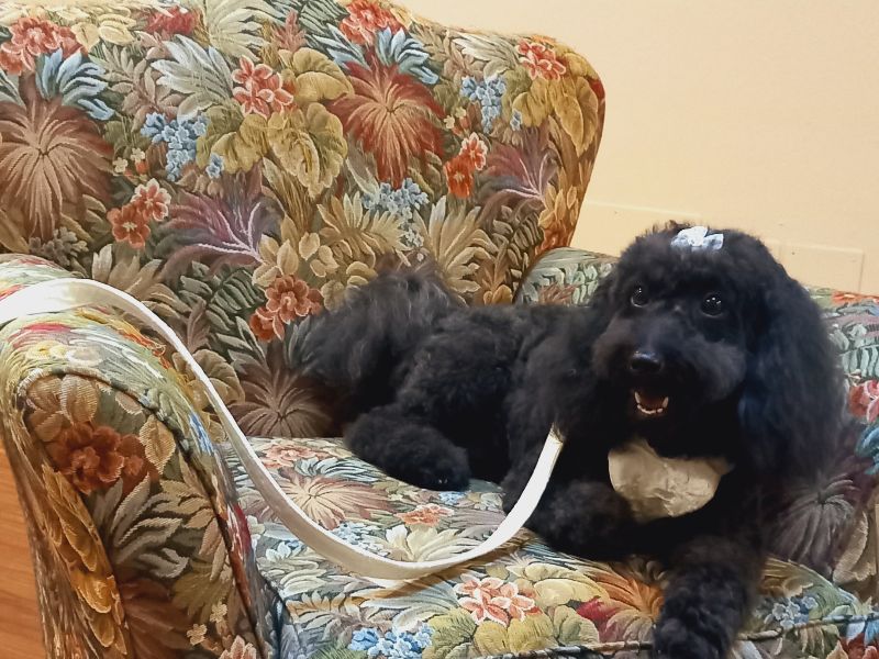 Wedding Dog Service - Qualazampa Taormina