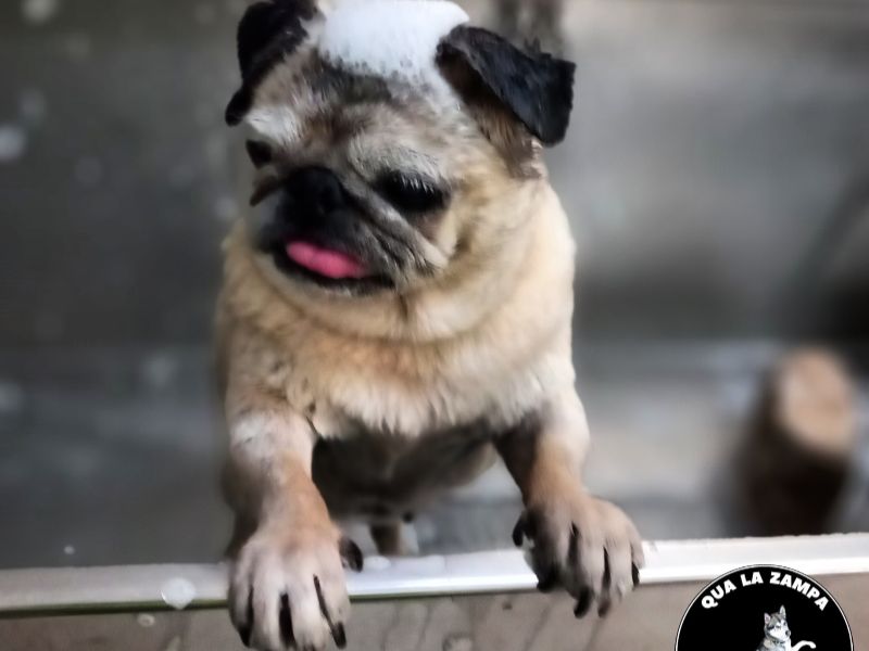 Wedding Dog Service - Qualazampa Taormina