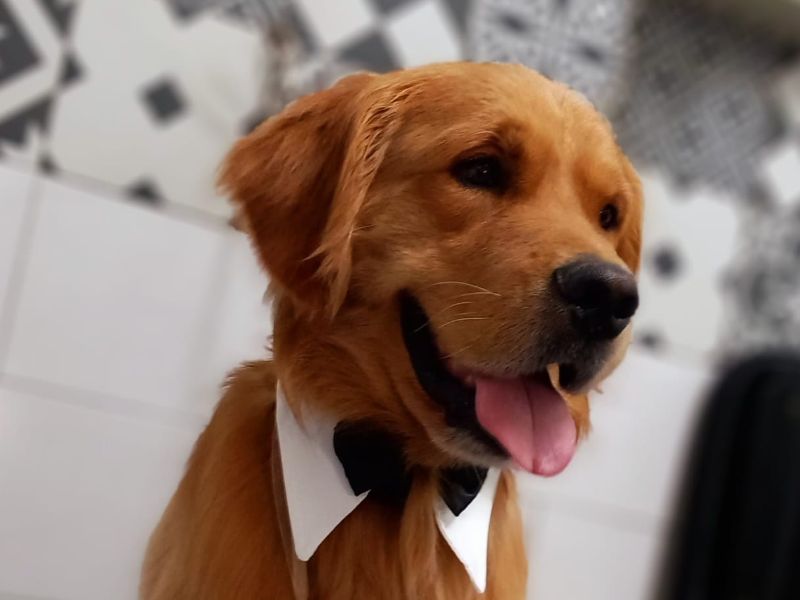 Wedding Dog Service - Qualazampa Taormina