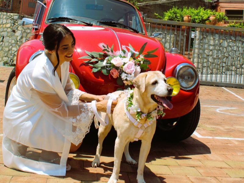 Wedding Dog Service - Qualazampa Taormina