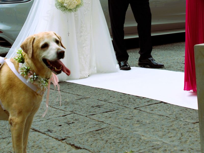 Wedding Dog Service - Qualazampa Taormina