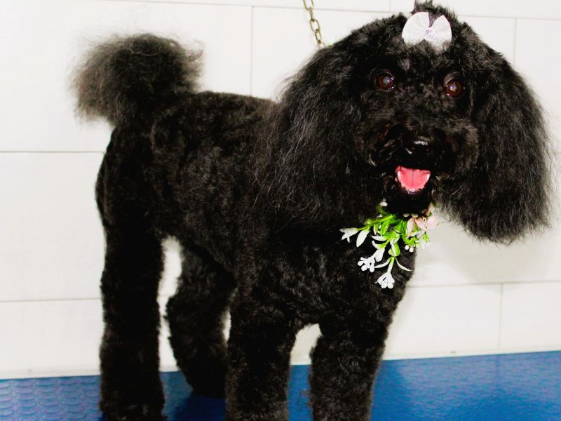 Wedding Dog Service - Qualazampa Taormina