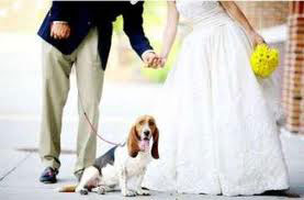 Matrimonio, Abbigliamento e accessori per cani