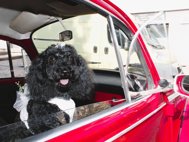 Wedding Dog Service - Qualazampa Taormina
