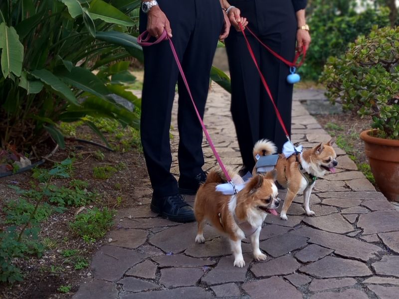 Wedding Dog Service - Qualazampa Taormina