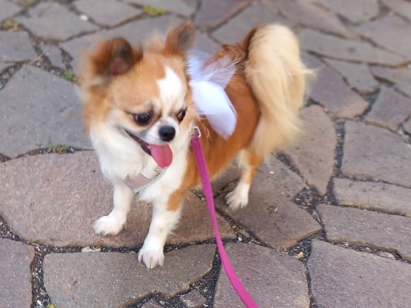 Wedding Dog Service - Qualazampa Taormina
