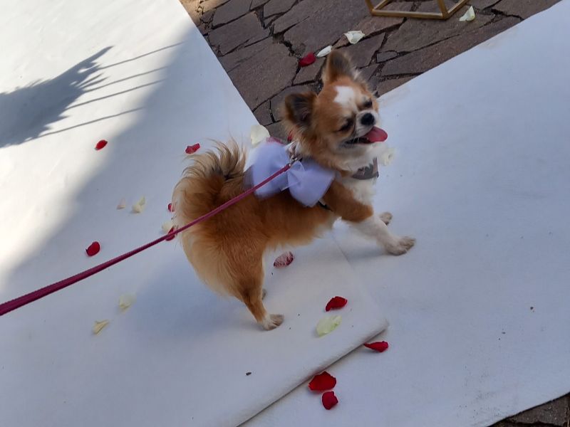 Wedding Dog Service - Qualazampa Taormina