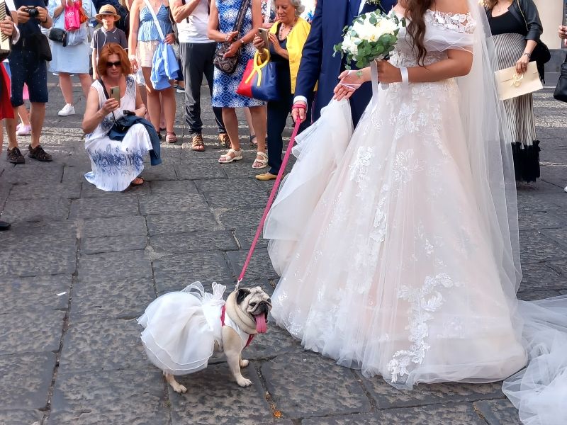 Wedding Dog Service - Qualazampa Taormina