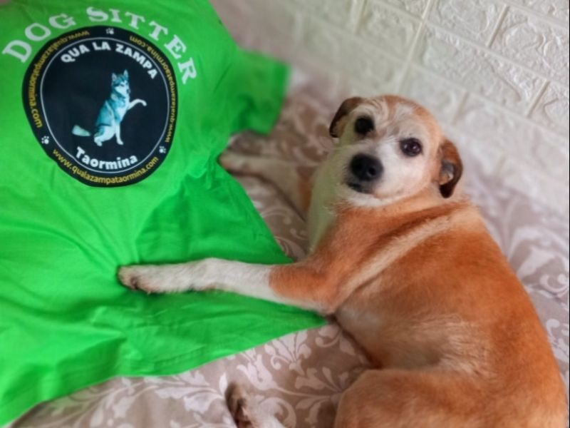 Servizi per animali domestici | Pensione per cani