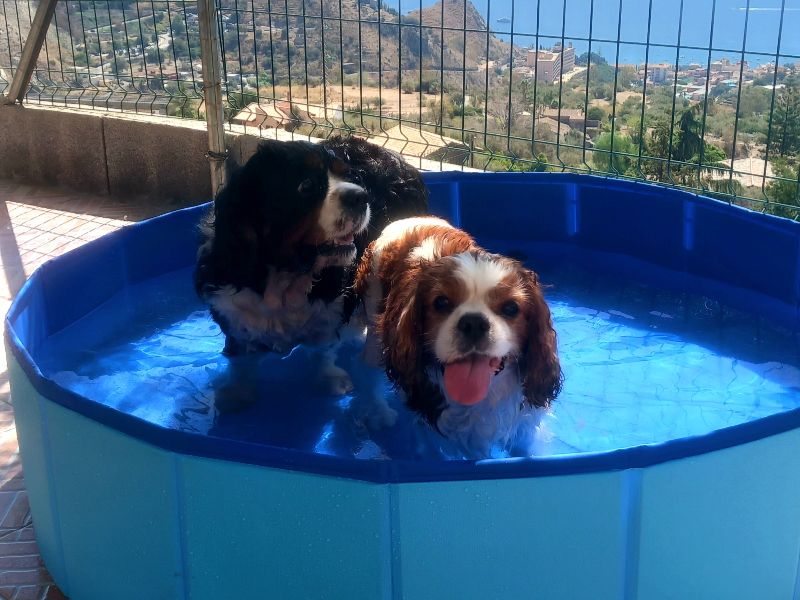 Suite Dog - Cibo e Accessori per Animali Domestici a Taormina